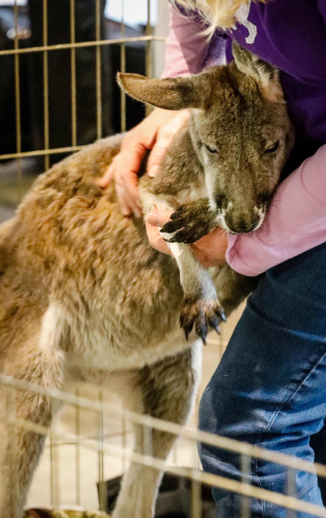 Rufus the Kangaroo